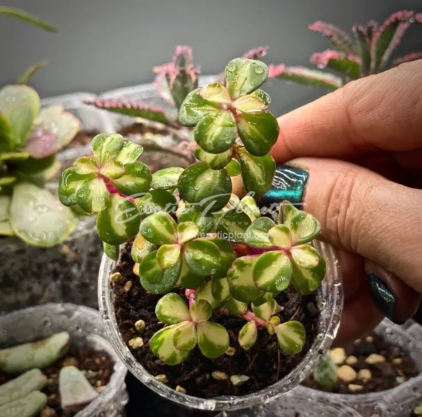 Portulacaria afra mediopicta