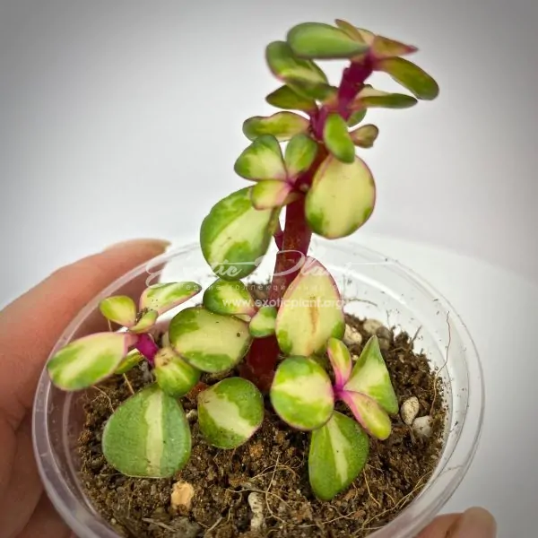 Portulacaria afra mediopicta