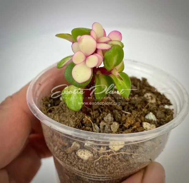 Portulacaria afra mediopicta