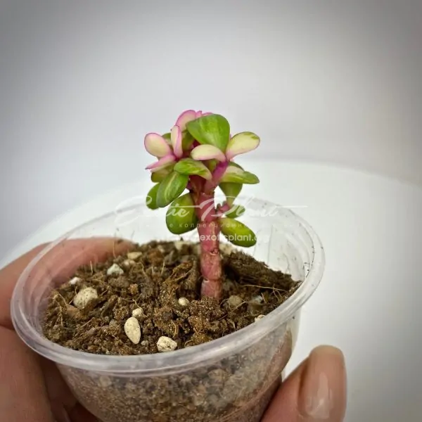 Portulacaria afra mediopicta