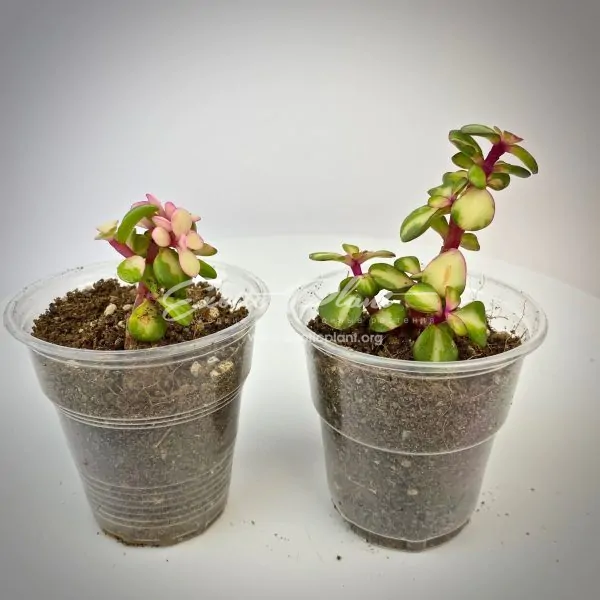 Portulacaria afra mediopicta