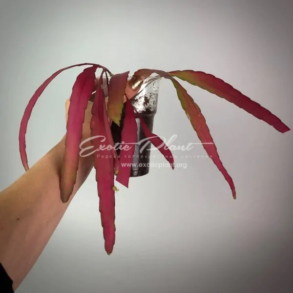 rhispalis ramulosa (red rhipsalis)#2