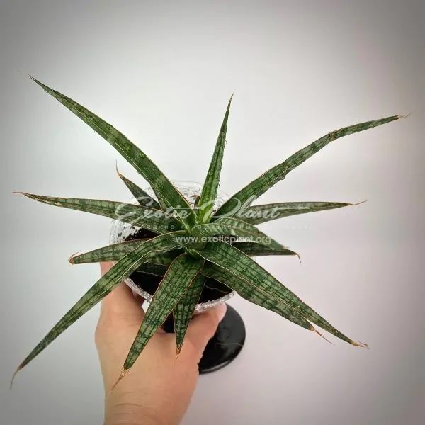 sansevieria 158 «Crocodile Rock»