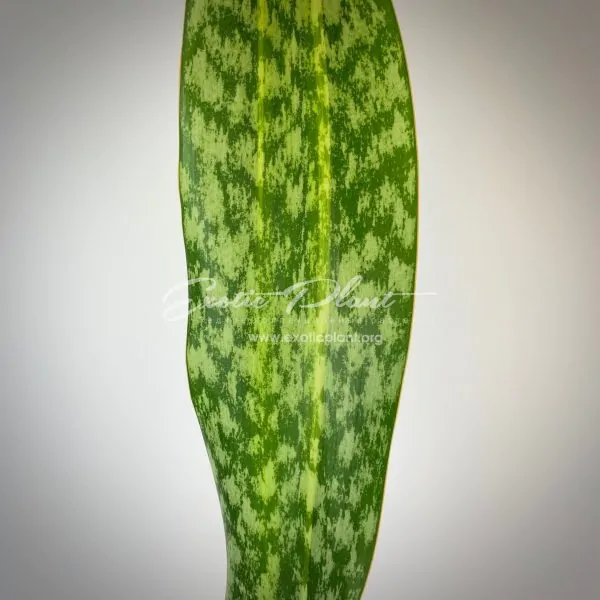 sansevieria aubrytiana blue variegated