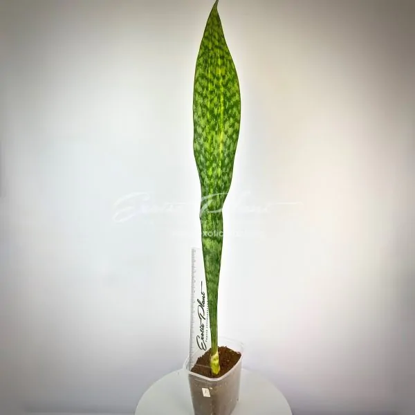 sansevieria aubrytiana blue variegated