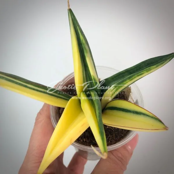 sansevieria 297 patens variegated