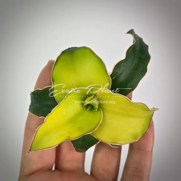 sansevieria 510 Zanzibarica yellow variegated