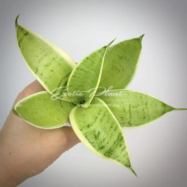 sansevieria 521 hannii Cream