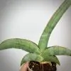 sansevieria 78 ehrenbergii «Banana» Somalia