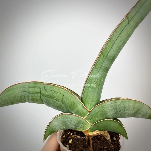 sansevieria 78 ehrenbergii «Banana» Somalia
