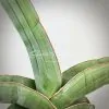 sansevieria 78 ehrenbergii «Banana» Somalia