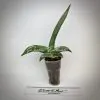 sansevieria 78 ehrenbergii «Banana» Somalia