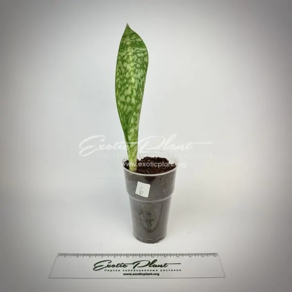 sansevieria 189 aubrytiana variegated
