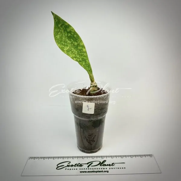 sansevieria aubrytiana blue