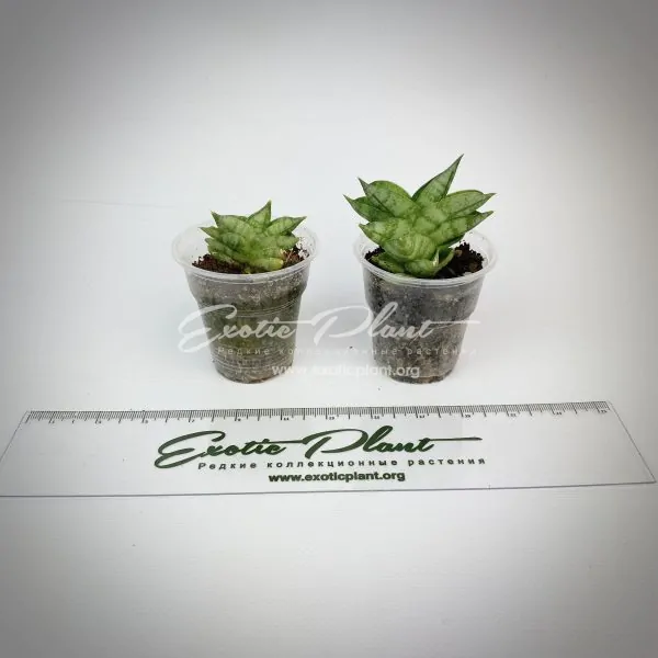 Sansevieria boncelensis Super Dwarf