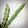 sansevieria Silver Bat