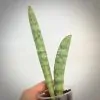 sansevieria Silver Bat
