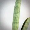 sansevieria Silver Bat