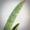 sansevieria Silver Bat