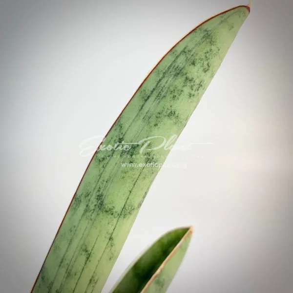 sansevieria Silver Bat