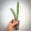 sansevieria Silver Bat