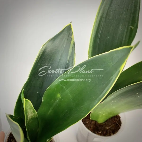 sansevieria superba Black variegated