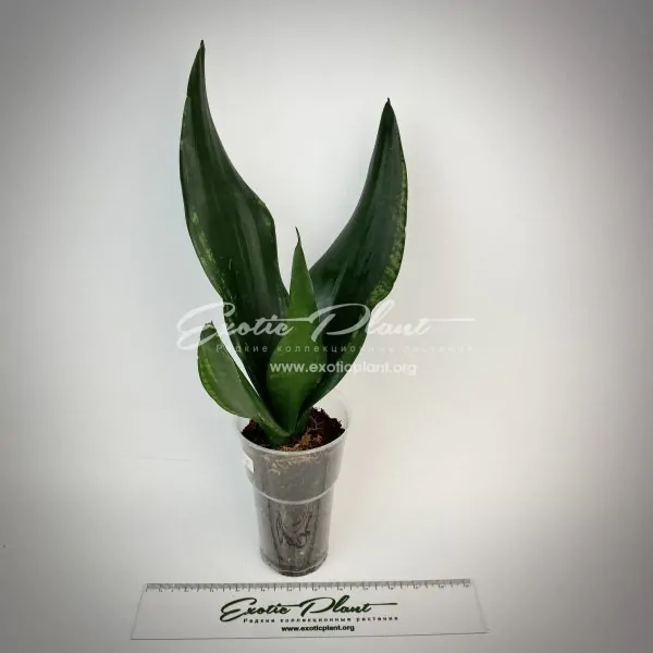 sansevieria Whitney Snake syn Grey Stripe