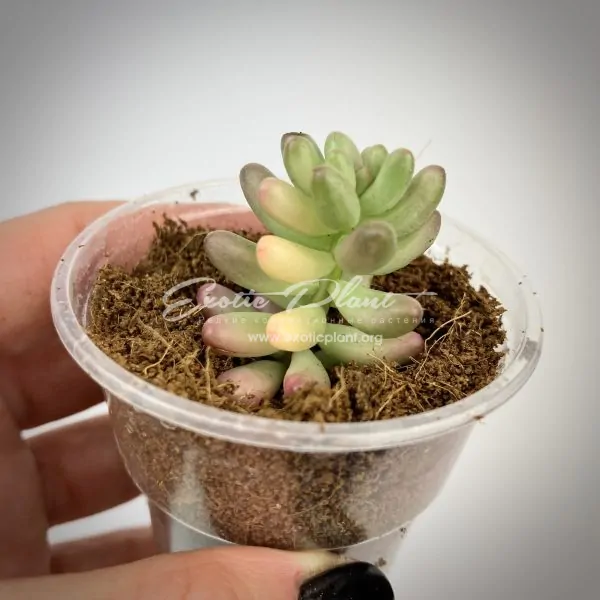 Sedum rubrotinctum cv. Aurora variegata