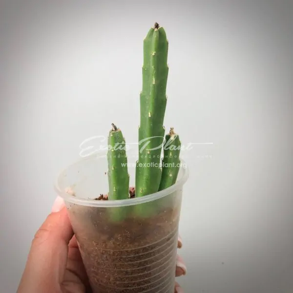 stapelia asterias #1