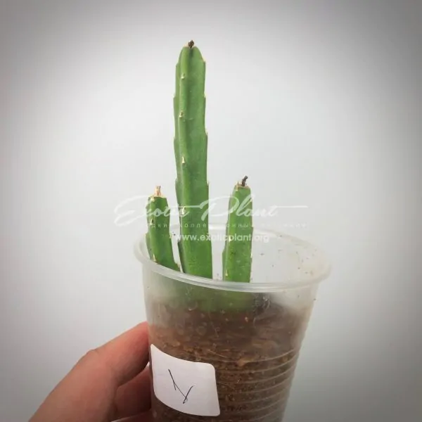 stapelia asterias #1