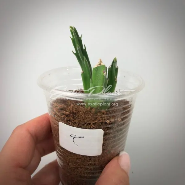 stapelia asterias №2