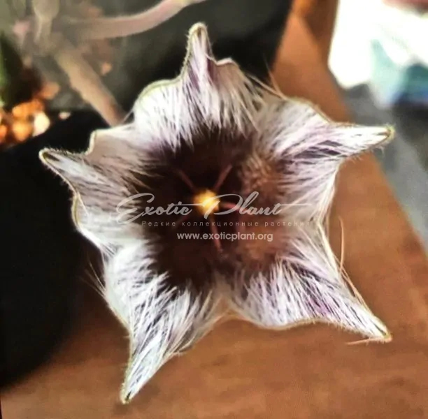 stapelia asterias №2
