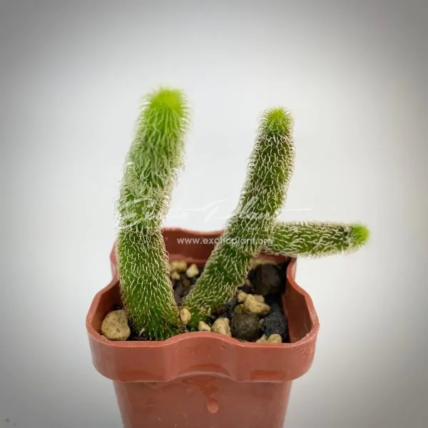 stapelianthus pilosus