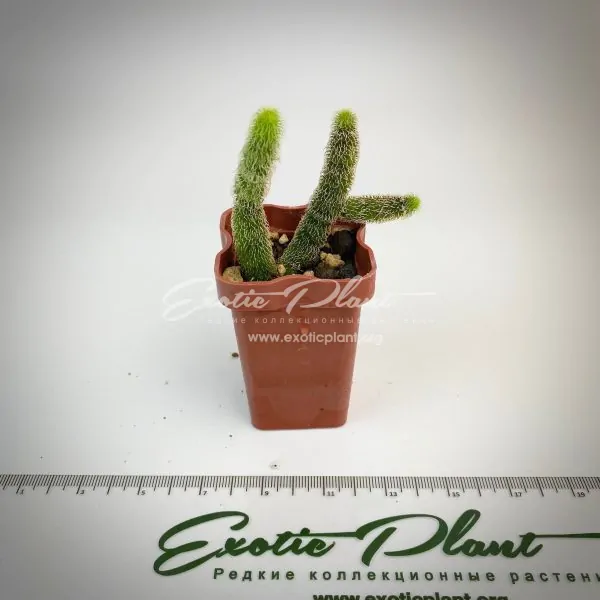stapelianthus pilosus