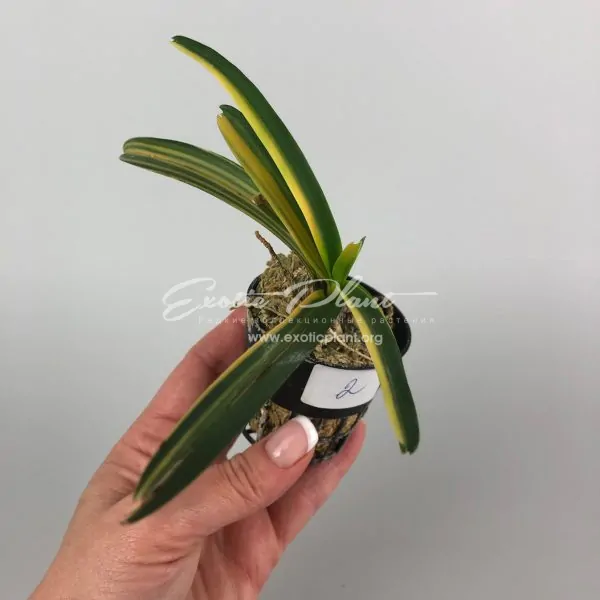 vanda sp variegated #2 / ванда сп вариегатная