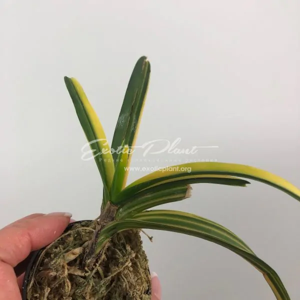 vanda sp variegated #2 / ванда сп вариегатная