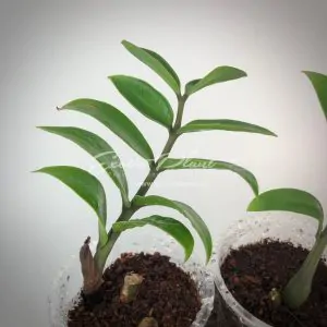 Zamioculcas zamifolia dwarf form