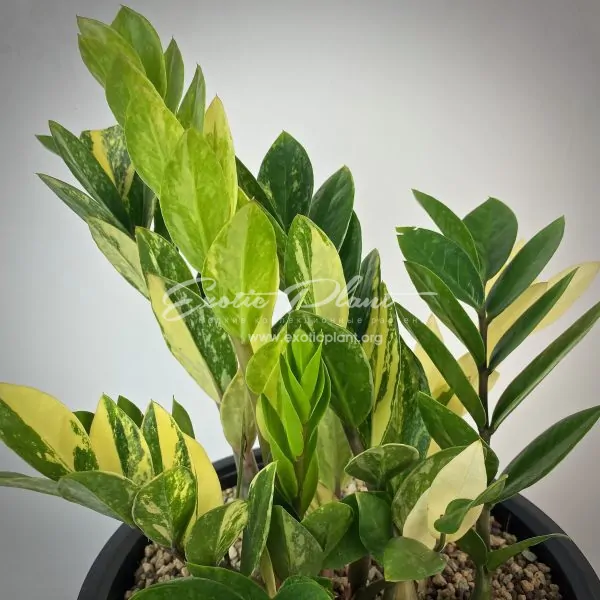 Zamioculcas zamifolia variegated (short leaf) №11