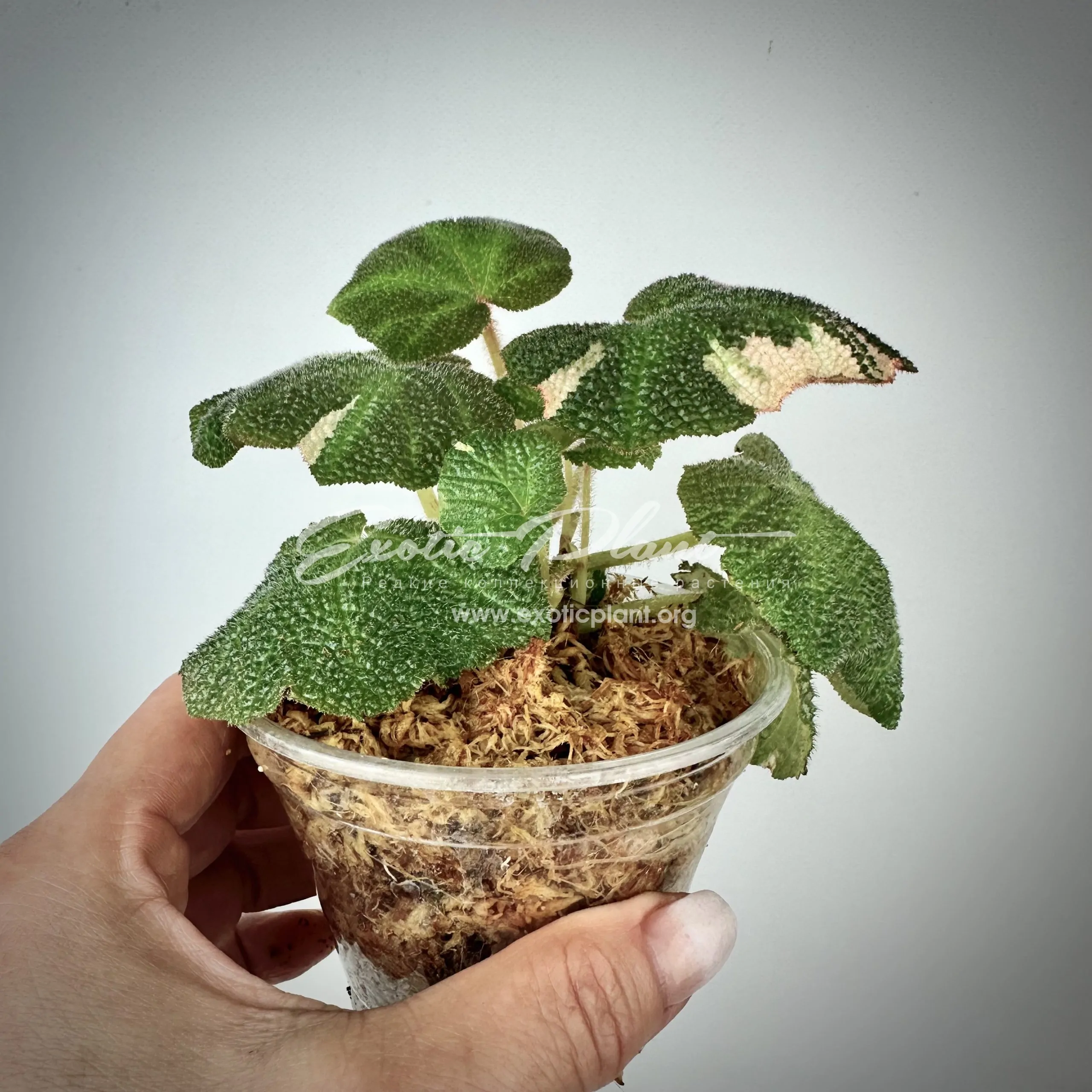 begonia soli mutata variegated - exoticplantshop.org